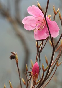 アケボノツツジ