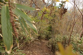 ササ道