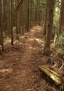 日の照らす