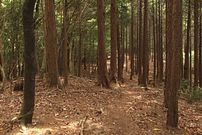 植樹帯