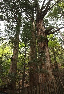 杉