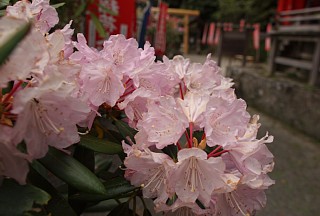 紅色の石楠花