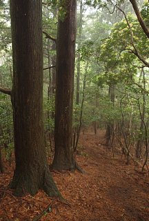 五大尊岳への登り