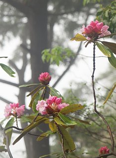 咲き掛け