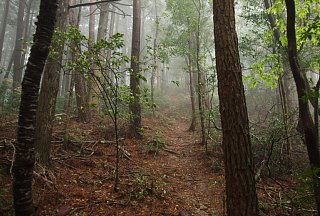 大黒天神岳への登り