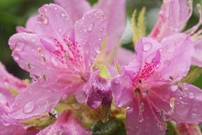 雨の滴
