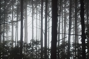 林