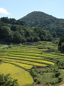 長谷の棚田