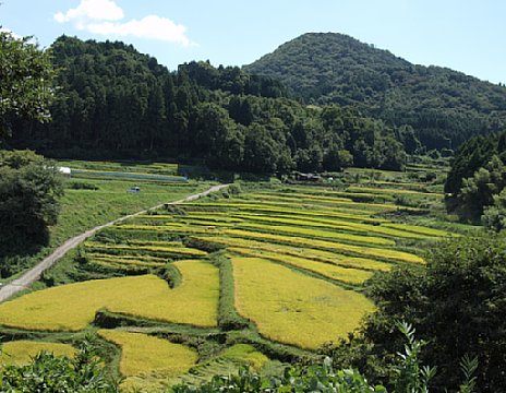 長谷の棚田