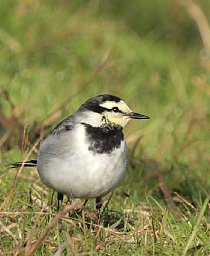 野鳥