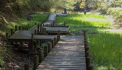 湿生花園