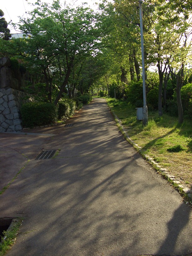 朝の木漏れ日