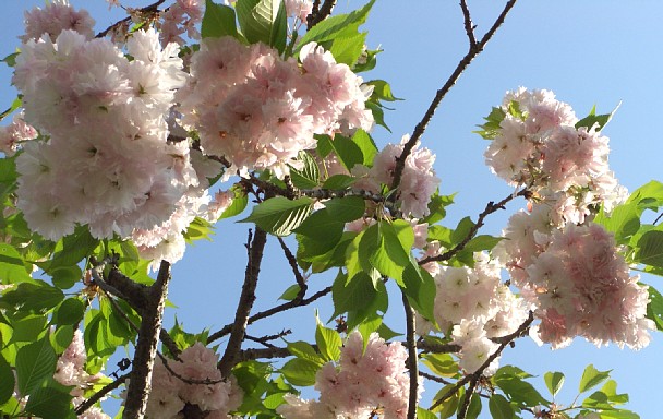 八重桜