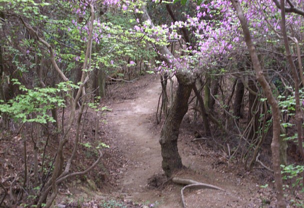 菊水山北面のツツジ