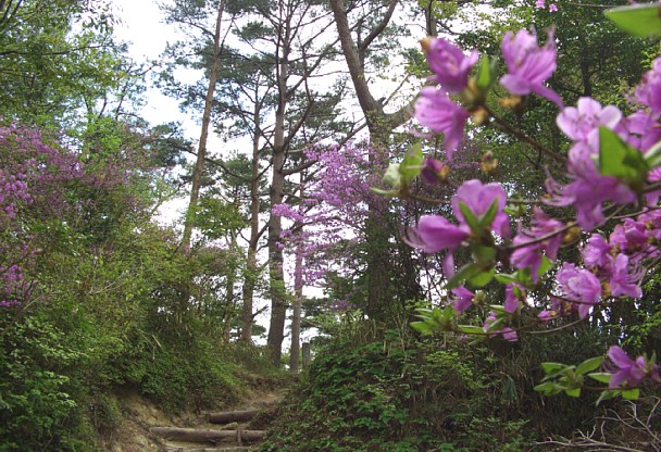 鍋蓋山登山道