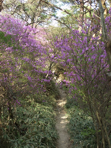 ツツジの下山道