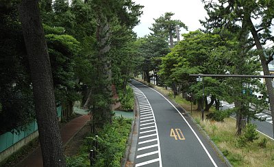 東海道松並木