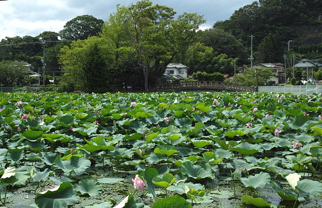 東の池