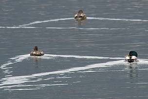 久々子湖の鴨