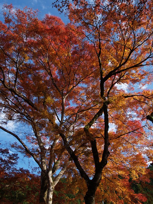 高源寺の紅葉