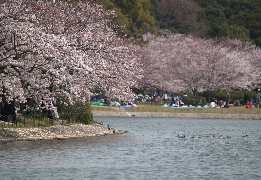 明石公園のサクラ