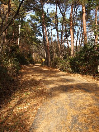 日光寺山の林道