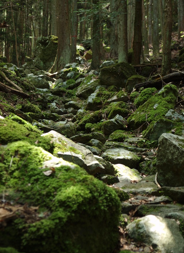 白旗山登山道