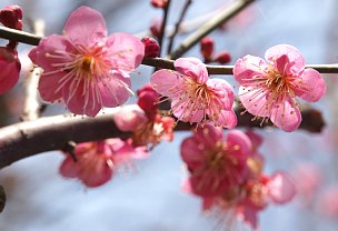 三熊梅園