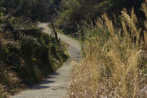 島内道路