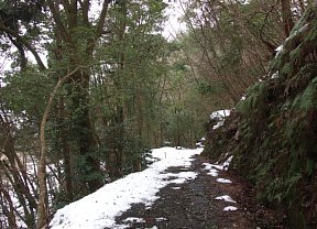 雪の林道