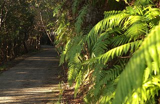 金比羅山登山道