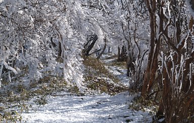 樹氷のトンネル