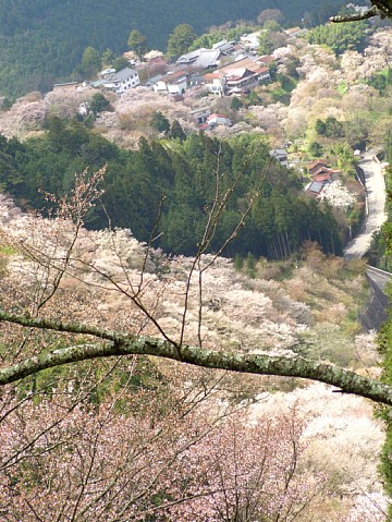 吉野山のサクラ