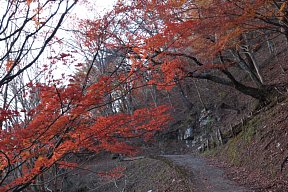 大原山登山道