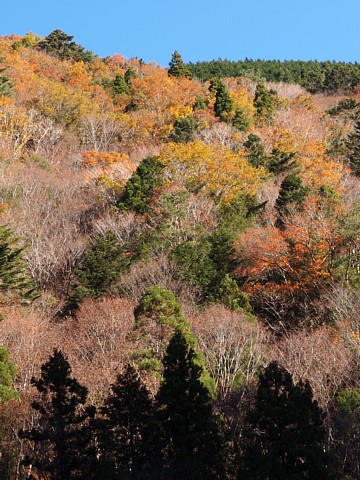 みたらい遊歩道の紅葉