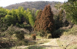 峠へ向かう道