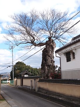 二見の大ムク