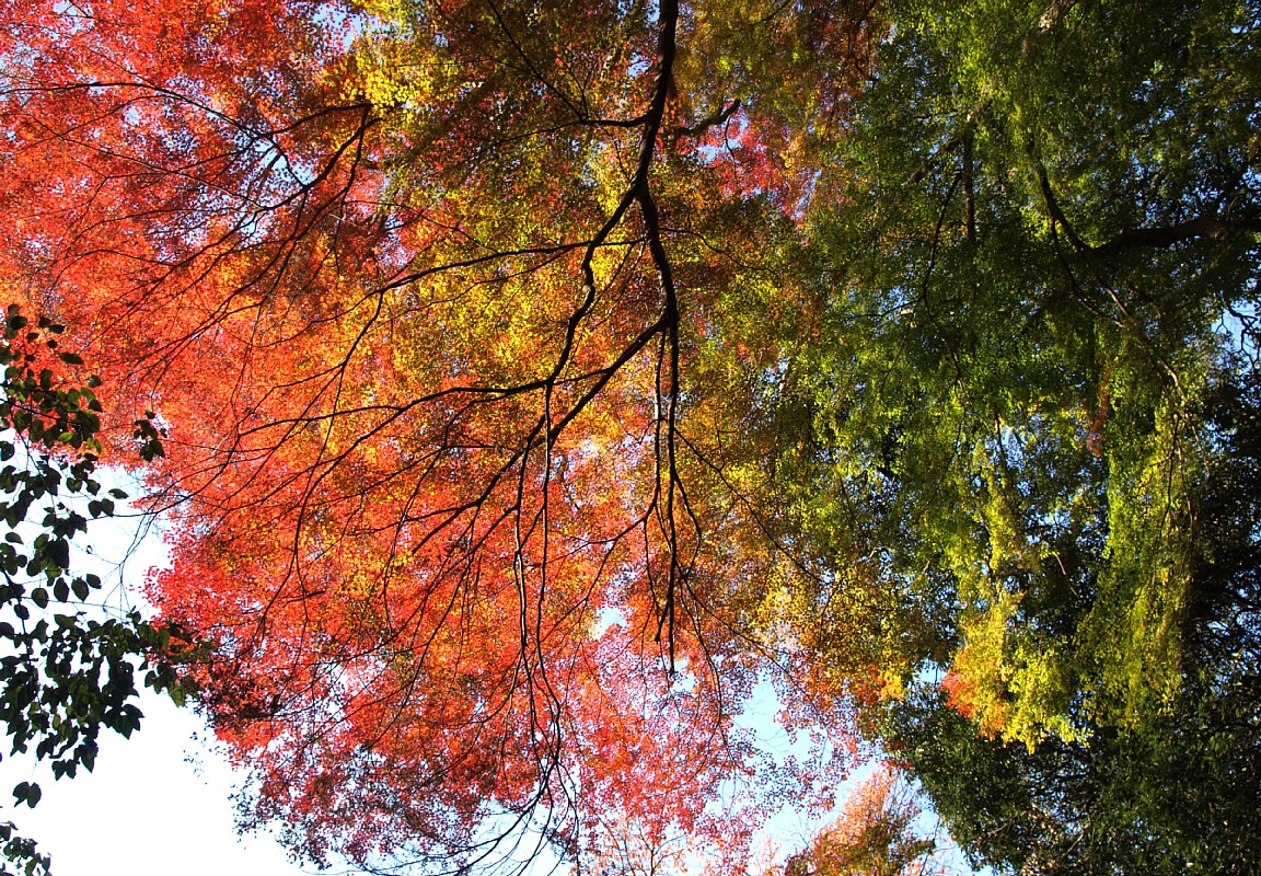 箕面の紅葉