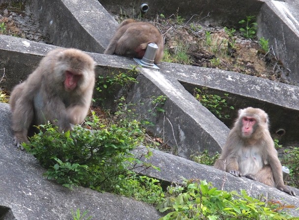 箕面のサル