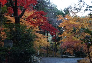 若山神社の紅葉