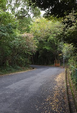 山麓公園への道