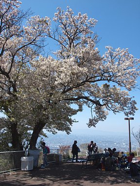 桜と大阪平野