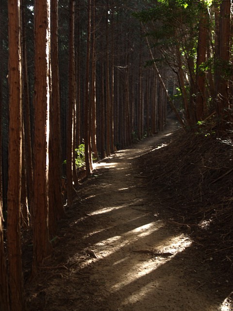 林の道