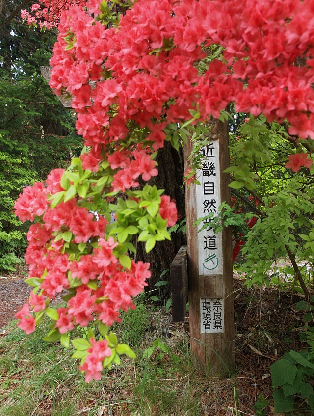 ツツジと道標