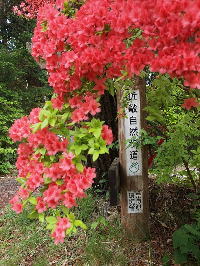 ツツジと道標