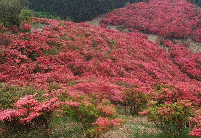 葛城山のツツジ