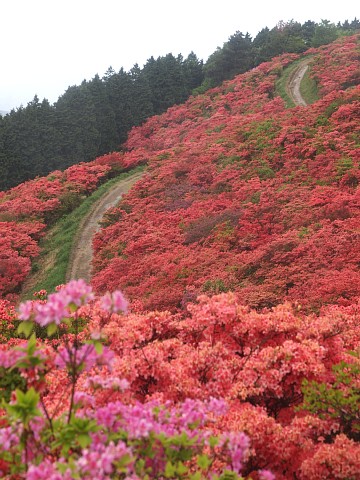 大和葛城山のツツジ