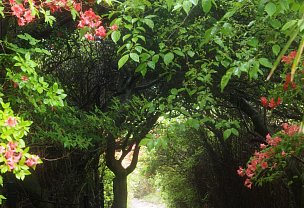 葛城山登山道