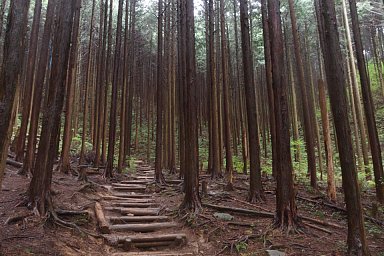 金剛山登山道