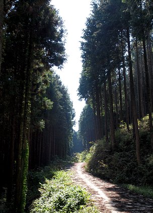 林道